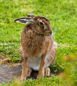The Tale of the Hare With the Very Long Hairy Tail: Homonyms, Homophones, and Other Fun Word Play