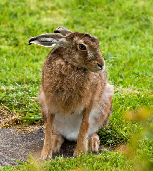 Endangered European brown hare.