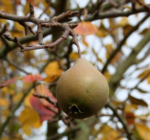 Worcester black pear. Not exactly the kind of pear you want to bite into right off the tree. Too hard!