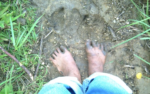 Travel Man's muddy feet on the carabao path (May 29, 2011)
