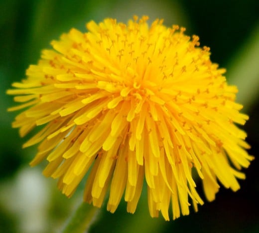 Dandelions are perhaps the most well known of all wild edible and medicinal plants.