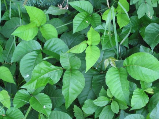 Poison Ivy is one of the most easily recognized plants that is poisonous.