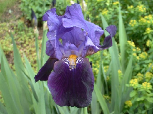 Purple Bearded Iris - photo by timorous
