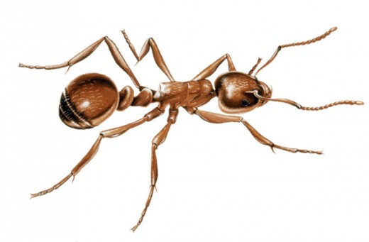 Honeydew ants are a natural source of sweetening for some people where other forms of sweeteners are not easily available.