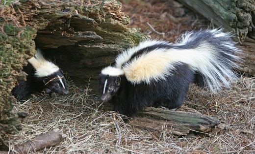 Skunks, look cutem they are intelligent but it is not a good idea to get on the wrong end of a Skunk's defense mechanism. (Picture shows Striped Skunk)