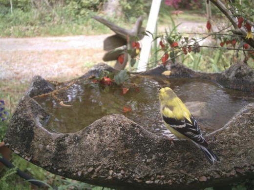Goldfinch finishing molting and getting a drink.