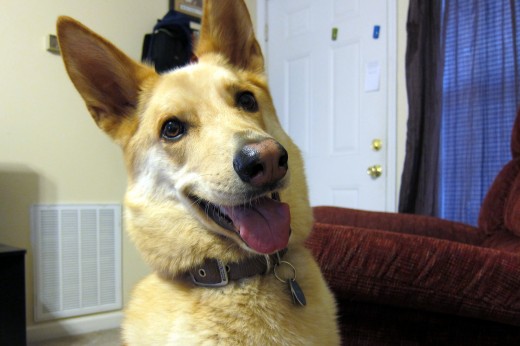 Somebody was in a real good mood because she thought she was going for a ride in the truck. Since we can't refuse a face like this, she went for a ride.