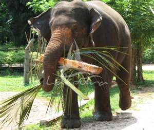 Elephants
