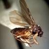 Phoridae (Coffin Flies)