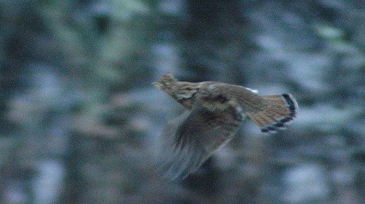 Here is a great image of a Ruffed Grouse in flight