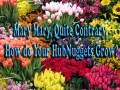 Mary Mary, Quite Contrary, How do Your HubNuggets Grow?
