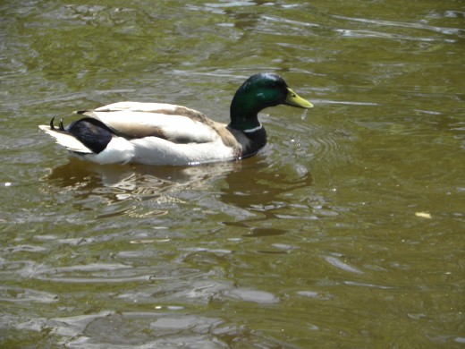 Duck