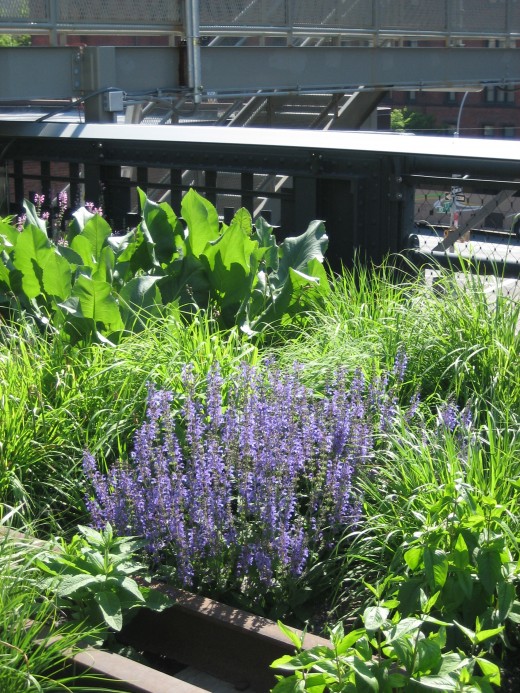 purple flowers on the High Line