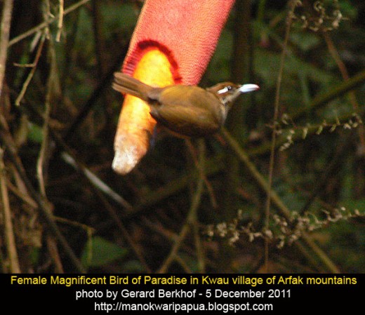 Female magnificent bird of paradise (Cincinnurus Magnificus) in the tropical rainforest of Arfak mountains