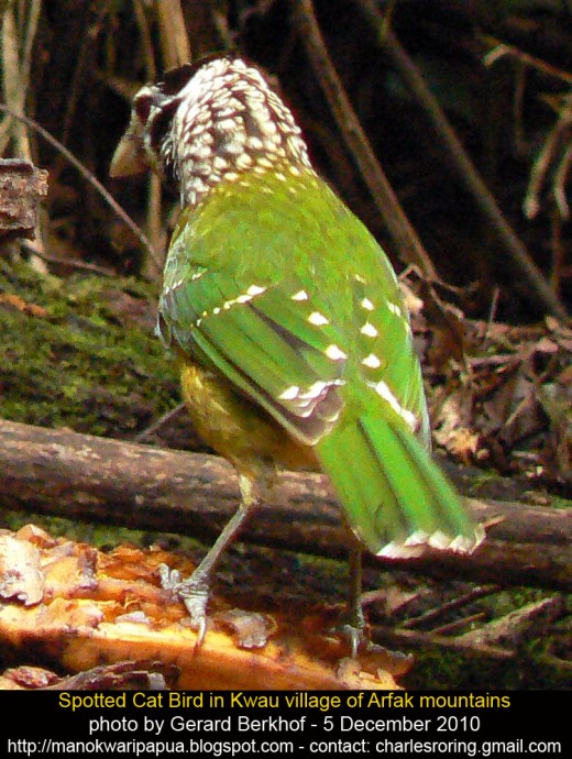 Spotted cat bird was eating banana in the rainforest of Kwau village of Arfak mountains
