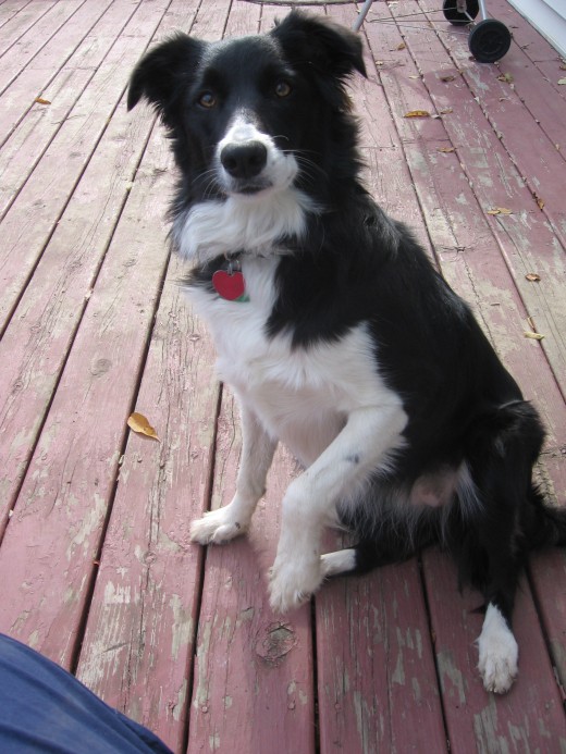 Roxy, a smart dog who gets into more than her share of trouble. Here she anticipates the "shake" command...