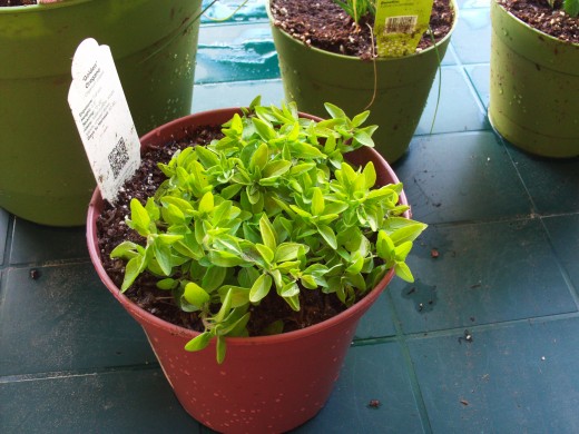 A golden oregano plant is a flavorful addition to a small herb garden.