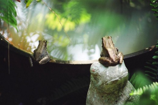 Male and Female Bronze frog decided to use our old iron wash pot water feature as a nursery.