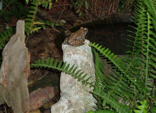 Male and female Bronze frog courting at night.