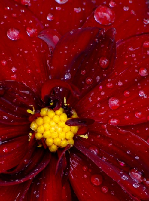 How many people get so close to a flower they can count the droplets of water on each petal, or the seeds in the middle of the flower? 