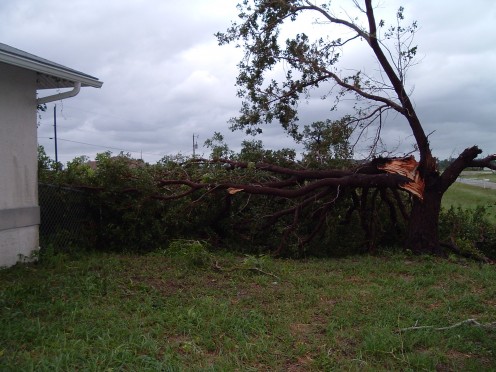 Smaller of the two trees. Most of the tree is laying on top of my fence by the house.