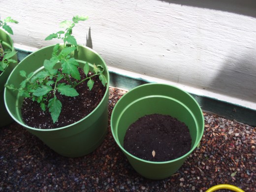 A green container with lettuce seeds that have just been planted.