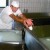 The individual mozzarelle are now left to float in a 10% saline solution overnight. The salt creates the "skin" on the outside of the mozzarella, but only penetrates a tiny fraction of an inch into the sphere. The individual mozzarelle are now left to float in a 10% saline solution overnight. The salt creates the "skin" on the outside of the mozzarella, but only penetrates a tiny fraction of an inch into the sphere.