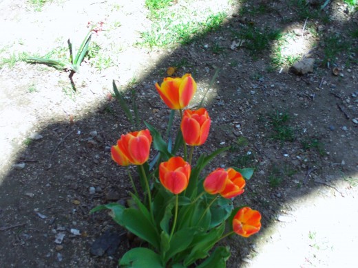 Orange and yellow striped tulips are quite striking in late April.