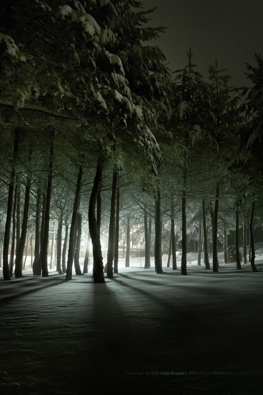 Cold Dark forest