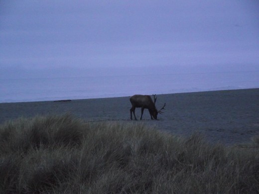 Elk on the beach.