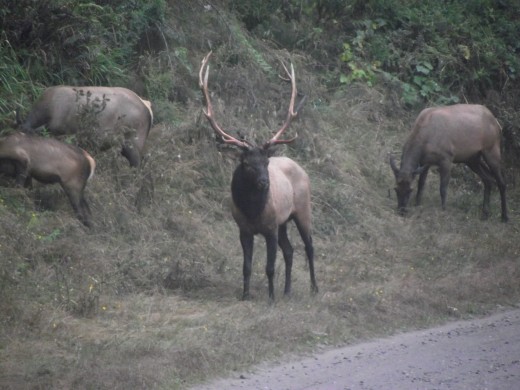 Roosevelt Elk line the road sides