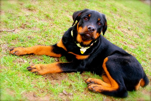Precious (in sooo many ways) puppy Ella.