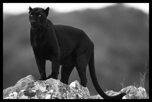 Black Jaguar