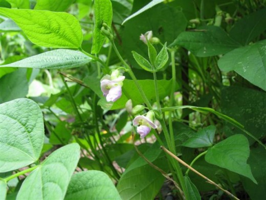 Contender Bush Bean Flowers