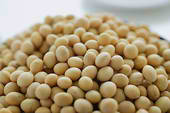 Soya Bean seeds