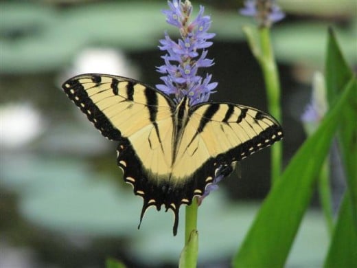 Male Tiger Swallowtail drinking nectar from a native Pickerel Weed Flower.