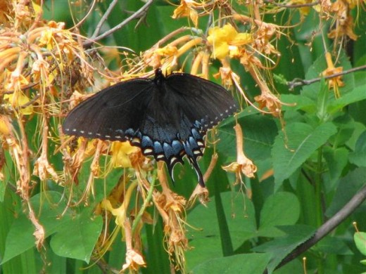 Female Eastern Tiger Swallowtail, black form
