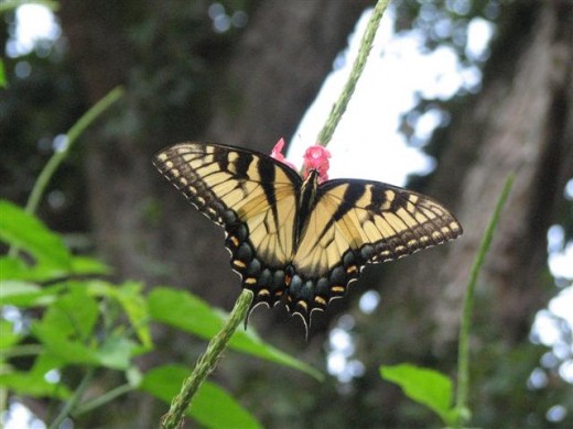 Yellow form of Female Eastern Tiger Swallowtail
