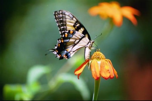 Tiger Swallowtail on one of its favorite flowers, Tithonia.