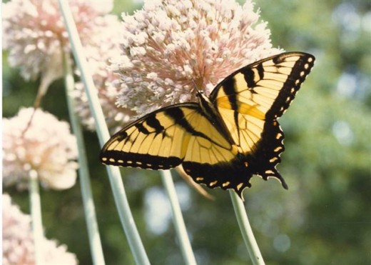 Elephant Garlic flowers are often visited by Tiger Swallowtails.