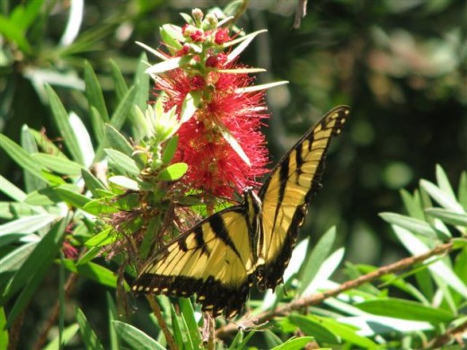 Hummingbirds and butterflies use the red flowers of the plant.