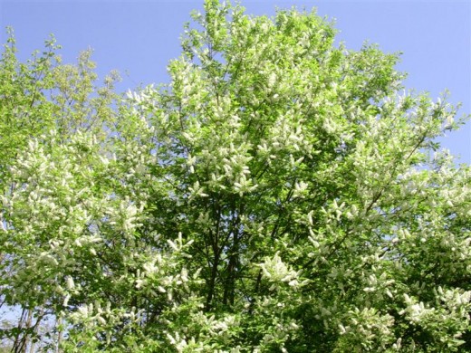 The Black Cherry, Prunus serotina has lovely blooms and tasty cherries.