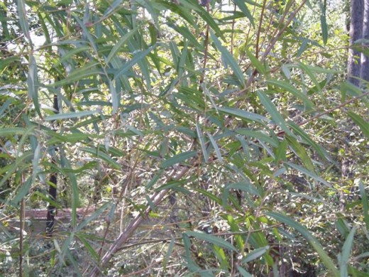 Willow trees, like this Black Willow are another larval plant of the Tiger Swallowtail.