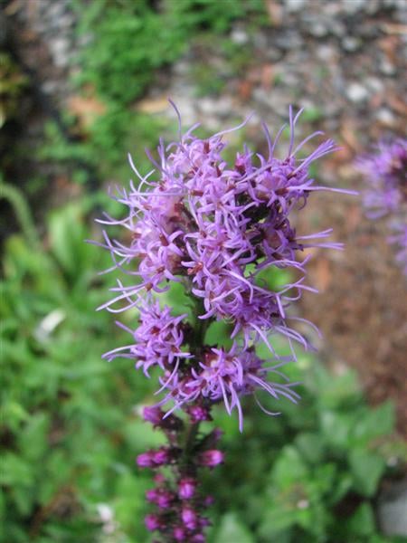 Blazing Star Liatris is a favorite nectar plant of many butterflies.
