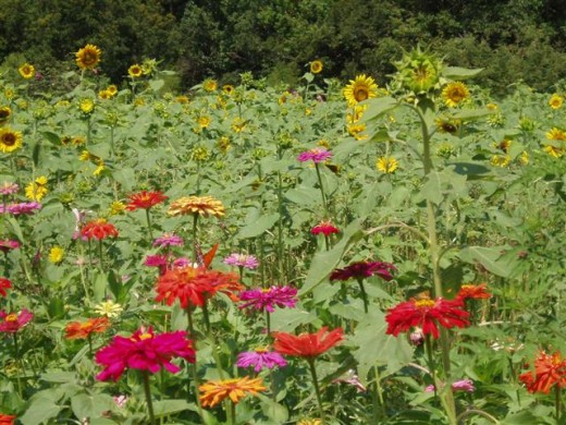 Zinnas and Sunflowers, a paradise for butterflies and birds.