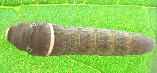 The Tiger Swallowtail caterpillar is a little scary looking, but is harmless.