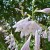 Hosta in Bloom Hosta in Bloom