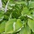 Variegated Hosta Foliage Variegated Hosta Foliage