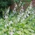 A Hosta Party A Hosta Party