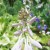 From Buds to Blooms Hosta Progresses From Buds to Blooms Hosta Progresses